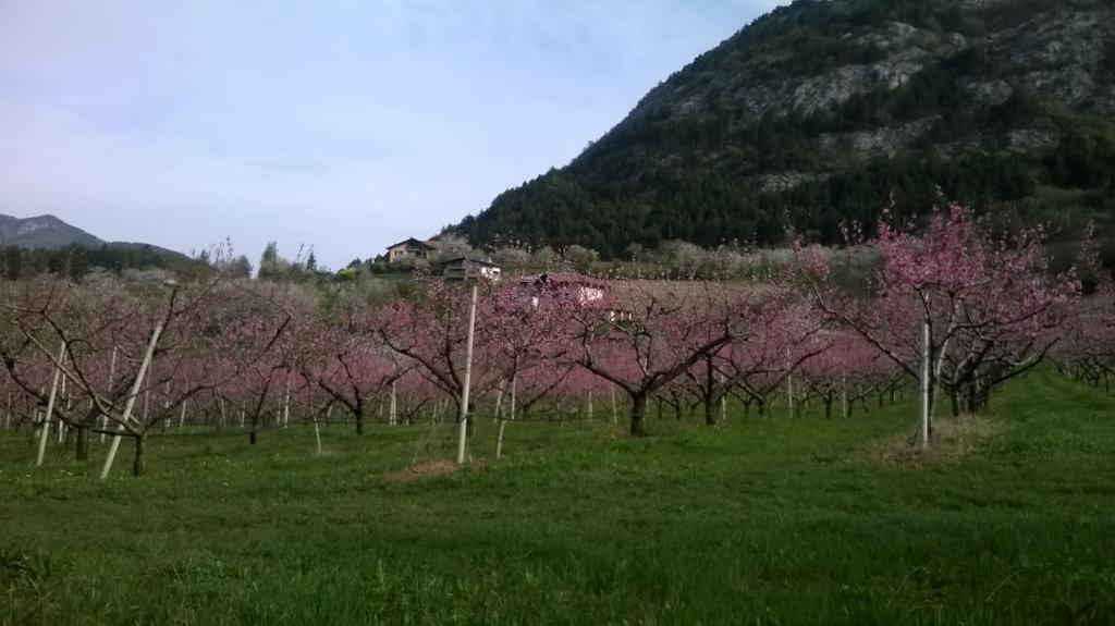 Casa Da Aldo Villa Castelfondo Dış mekan fotoğraf